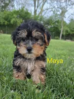 Maya, a female Yorkshire Terrier and Poodle - Toy  for sale in Dayton, OH – Photo 4 of 7