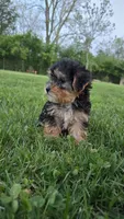 Maya, a female Yorkshire Terrier and Poodle - Toy  for sale in Dayton, OH – Photo 7 of 7