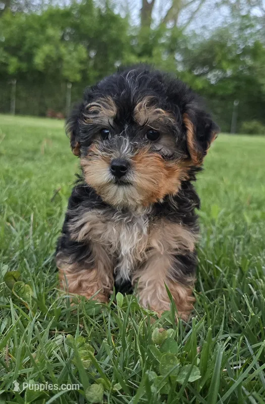 Maya – Yorkshire Terrier, Poodle - Toy  puppy for sale in Dayton, OH