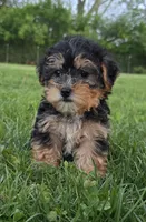 Maya, a female Yorkshire Terrier and Poodle - Toy  for sale in Dayton, OH – Photo 1 of 7