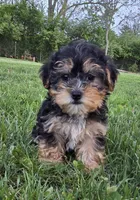 Maya, a female Yorkshire Terrier and Poodle - Toy  for sale in Dayton, OH – Photo 3 of 7