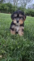 Maya, a female Yorkshire Terrier and Poodle - Toy  for sale in Dayton, OH – Photo 6 of 7