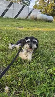 Marshall , a male Poodle - Toy  for sale in Dayton, OH – 5 of 5