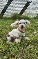 Georgie, a male Poodle - Toy  for sale in Dayton, OH – 3 of 5