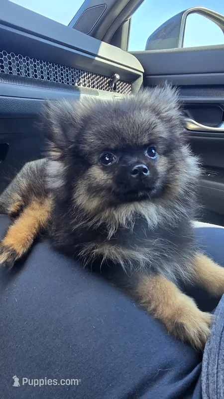 Gizmo – Pomeranian puppy for sale in Dayton, OH