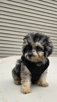 Gizmo, a male Poodle - Toy  for sale in Dayton, OH – 3 of 4