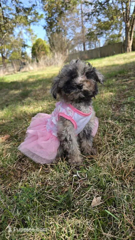 Jade – Poodle - Toy  puppy for sale in Dayton, OH