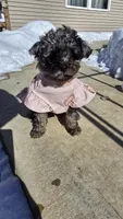 Jade, a female Poodle - Toy  for sale in Dayton, OH – Photo 2 of 5