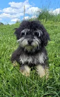 Blake, a male Poodle - Toy  for sale in Dayton, OH – 7 of 7