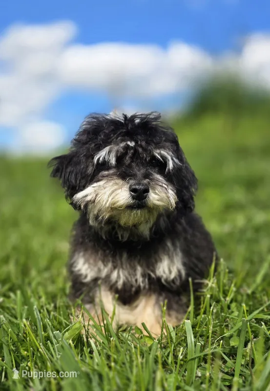 Blake – Poodle - Toy  puppy for sale in Dayton, OH