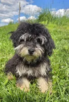 Blake, a male Poodle - Toy  for sale in Dayton, OH – 4 of 7