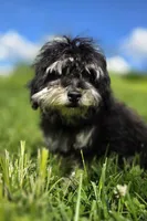 Blake, a male Poodle - Toy  for sale in Dayton, OH – 2 of 7