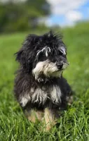 Blake, a male Poodle - Toy  for sale in Dayton, OH – 3 of 7