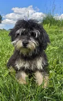 Blake, a male Poodle - Toy  for sale in Dayton, OH – 5 of 7