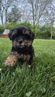 Milli, a female Yorkshire Terrier and Poodle - Toy  for sale in Dayton, OH – Photo 7 of 7