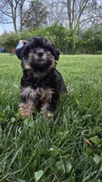 Milli, a female Yorkshire Terrier and Poodle - Toy  for sale in Dayton, OH – Photo 4 of 7