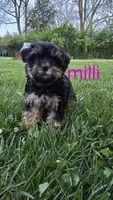 Milli, a female Yorkshire Terrier and Poodle - Toy  for sale in Dayton, OH – Photo 5 of 7