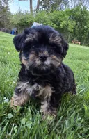 Milli, a female Yorkshire Terrier and Poodle - Toy  for sale in Dayton, OH – Photo 2 of 7