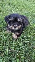 Milli, a female Yorkshire Terrier and Poodle - Toy  for sale in Dayton, OH – Photo 3 of 7