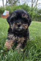 Milli, a female Yorkshire Terrier and Poodle - Toy  for sale in Dayton, OH – Photo 1 of 7