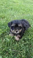 Milli, a female Yorkshire Terrier and Poodle - Toy  for sale in Dayton, OH – Photo 6 of 7