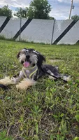 Marshall , a male Poodle - Toy  for sale in Dayton, OH – 3 of 5