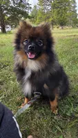 Wolverine, a male Pomeranian for sale in Dayton, OH – Photo 2 of 5