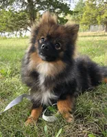 Wolverine, a male Pomeranian for sale in Dayton, OH – Photo 5 of 5