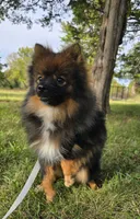 Wolverine, a male Pomeranian for sale in Dayton, OH – Photo 1 of 5