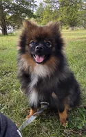 Wolverine, a male Pomeranian for sale in Dayton, OH – Photo 4 of 5