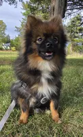 Wolverine, a male Pomeranian for sale in Dayton, OH – Photo 3 of 5