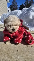 Lorenzo, a male Poodle - Toy  for sale in Dayton, OH – Photo 1 of 4