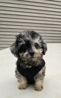 Gizmo, a male Poodle - Toy  for sale in Dayton, OH – 4 of 4