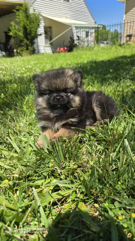 Gizmo – Pomeranian puppy for sale in Dayton, OH