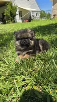 Gizmo, a male Pomeranian for sale in Dayton, OH – 2 of 3