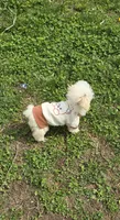 Lorenzo, a male Poodle - Toy  for sale in Dayton, OH – 5 of 5