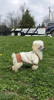 Lorenzo, a male Poodle - Toy  for sale in Dayton, OH – 2 of 5