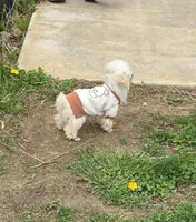 Lorenzo, a male Poodle - Toy  for sale in Dayton, OH – 3 of 5