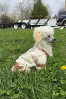 Lorenzo, a male Poodle - Toy  for sale in Dayton, OH – 4 of 5