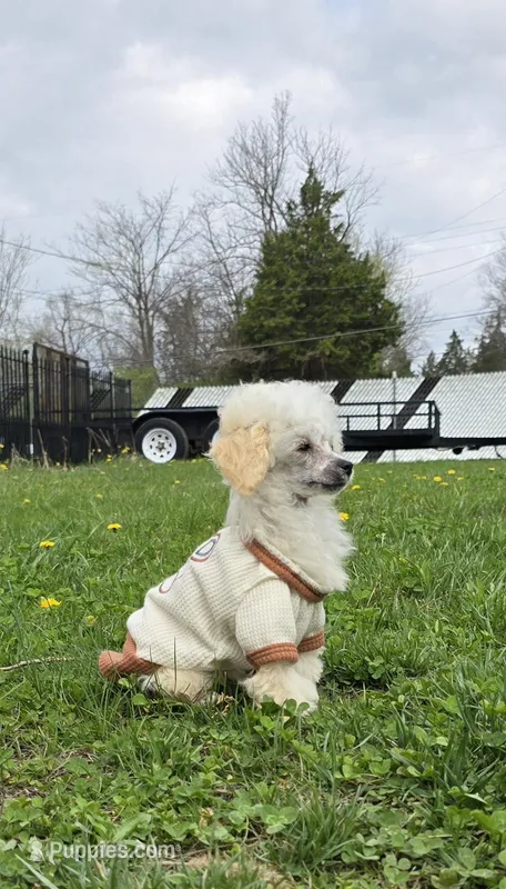 Lorenzo – Poodle - Toy  puppy for sale in Dayton, OH