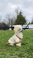 Lorenzo, a male Poodle - Toy  for sale in Dayton, OH – 1 of 5