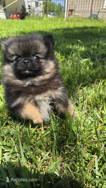 Gizmo – Pomeranian puppy for sale in Dayton, OH
