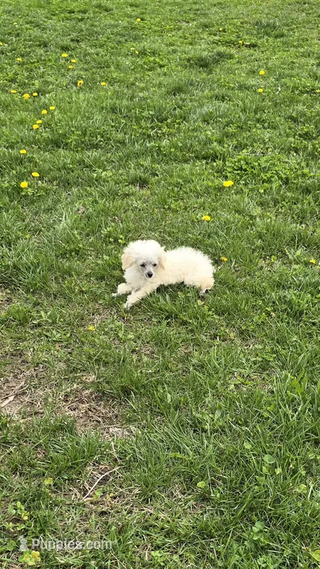 Lorenzo – Poodle - Toy  puppy for sale in Dayton, OH