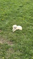Lorenzo, a male Poodle - Toy  for sale in Dayton, OH – 1 of 6