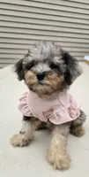 Luna, a female Poodle - Toy  for sale in Dayton, OH – 3 of 4