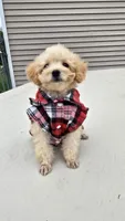 Milo , a male Poodle - Toy  for sale in Dayton, OH – 5 of 5