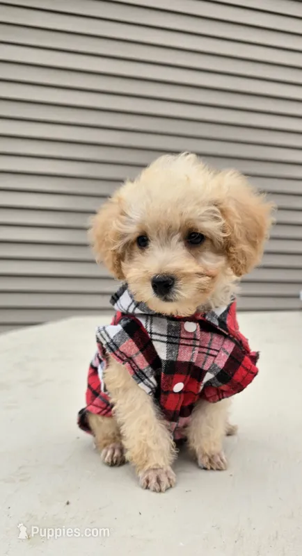 Milo  – Poodle - Toy  puppy for sale in Dayton, OH