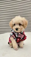 Milo , a male Poodle - Toy  for sale in Dayton, OH – 1 of 5