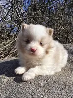 Hero, a male Pomeranian and Poodle - Toy  for sale in Dayton, OH – Photo 5 of 10