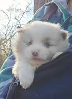 Hero, a male Pomeranian and Poodle - Toy  for sale in Dayton, OH – Photo 7 of 10